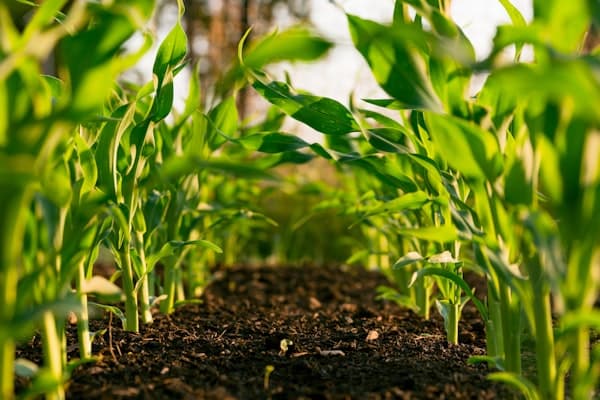 Campos de cereal en cosecha